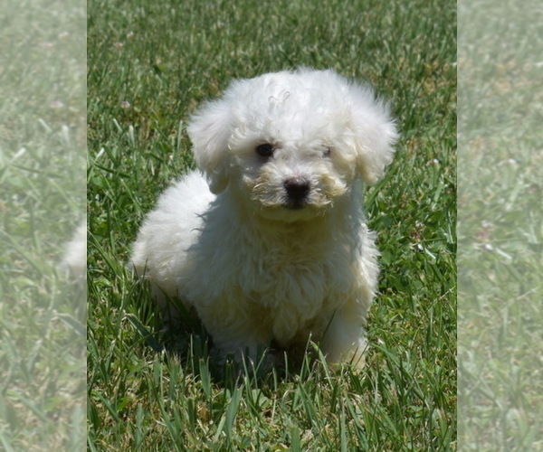 Medium Photo #3 Bichon Frise Puppy For Sale in BOYCE, VA, USA