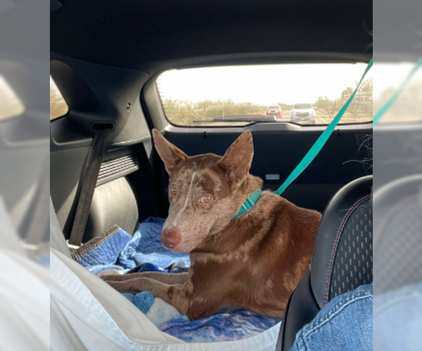 Medium Photo #5 Catahoula Leopard Dog-Unknown Mix Puppy For Sale in Chandler, AZ, USA