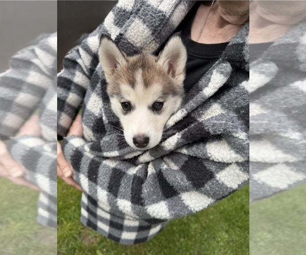 Medium Photo #9 Pomsky Puppy For Sale in VENUS, PA, USA
