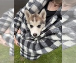 Small Photo #9 Pomsky Puppy For Sale in VENUS, PA, USA