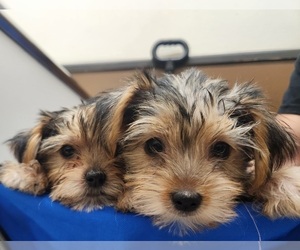 Yorkshire Terrier Puppy for Sale in PITTSBURG, California USA