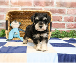 Small #2 Schnauzer (Miniature)