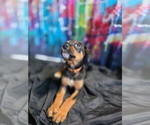 Nacho - Male Rottweiler-Unknown Mix Dog for Adoption - Photo #3