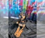 Small Photo #3 Rottweiler-Unknown Mix Puppy For Sale in New London, WI, USA