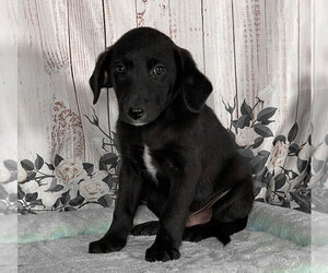Labrador Retriever-Unknown Mix Puppy for sale in PENNS CREEK, PA, USA