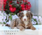 Small #3 Bernedoodle (Miniature)