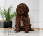 Small #3 Goldendoodle (Miniature)