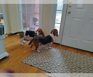 Mother of the Basset Hound puppies born on 05/09/2026