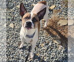 Chachi - Male Chihuahua-Labrador Retriever Mix Dog for Adoption - Small photo