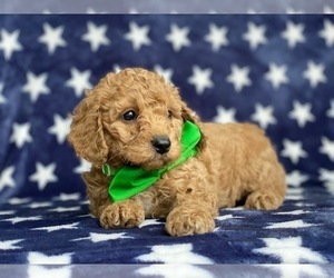 Cavapoo Puppy for sale in LANCASTER, PA, USA