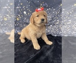 Small #3 Golden Retriever