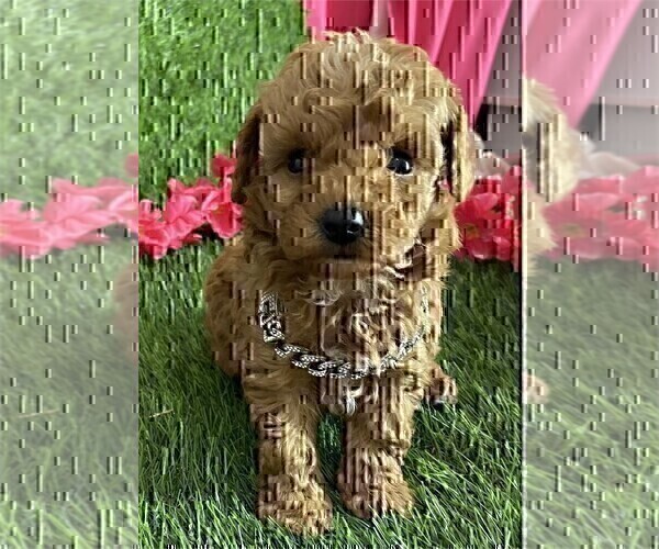 Medium Photo #16 Poodle (Toy) Puppy For Sale in ALEXANDRIA, VA, USA