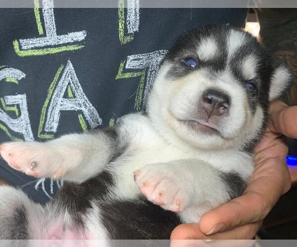 Medium Photo #3 Alusky Puppy For Sale in ORLANDO, FL, USA