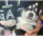 Small Photo #3 Alusky Puppy For Sale in ORLANDO, FL, USA