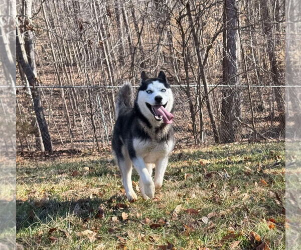 Medium Photo #6 Siberian Husky Puppy For Sale in Randleman , NM, USA