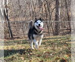Small #5 Siberian Husky