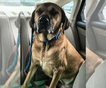 Small #3 Mastador