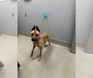 Mutt Dogs for adoption in Las Vegas, NV, USA