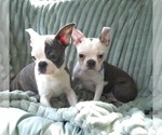 Small #10 Boston Terrier