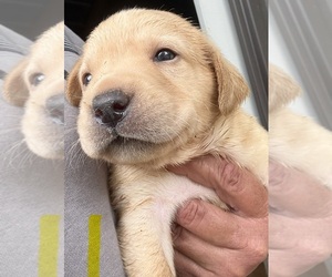Labrador Retriever Puppy for sale in OSYKA, MS, USA