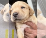 Image preview for Ad Listing. Nickname: Yellow collar