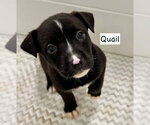 Small American Staffordshire Terrier Mix