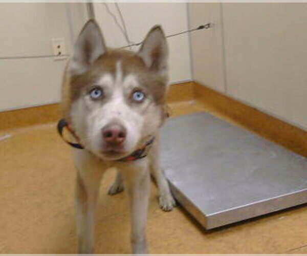Medium Photo #1 Siberian Husky Puppy For Sale in Sacramento, CA, USA