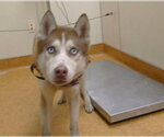 Small Siberian Husky