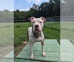 Small #12 American Bulldog Mix