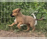 Small #3 Colonial Cocker Spaniel Mix