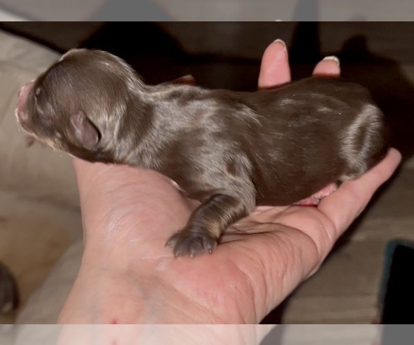 Medium Photo #1 Miniature Australian Shepherd Puppy For Sale in LONGVIEW, WA, USA