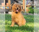 Puppy Riley Goldendoodle mix (+ Poodle Standard)