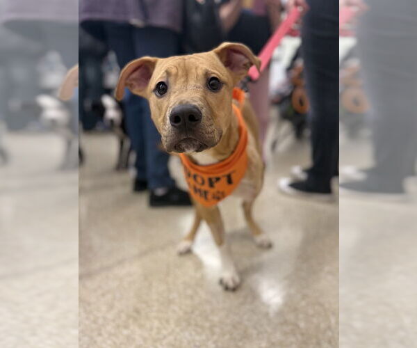 Medium Photo #6 American Pit Bull Terrier-Labrador Retriever Mix Puppy For Sale in Brewster, NY, USA