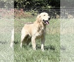 Small Photo #1 Golden Retriever Puppy For Sale in NEOLA, WV, USA