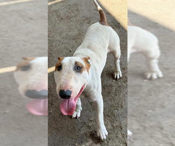 Medium Photo #1 Bull Terrier Puppy For Sale in Riverside, CA, USA