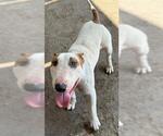 Small Bull Terrier