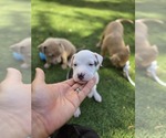 Puppy White Boy American Pit Bull Terrier