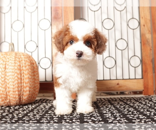 Medium Photo #2 Poodle (Toy) Puppy For Sale in NAPLES, FL, USA