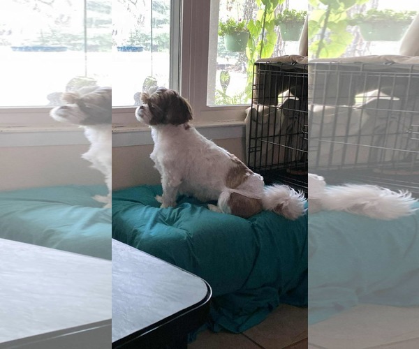Medium Photo #2 Shih Tzu Puppy For Sale in Gulfport, MI, USA