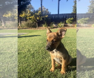 Keenan - Male German Shepherd Dog-Unknown Mix Dog for Adoption - Photo #4