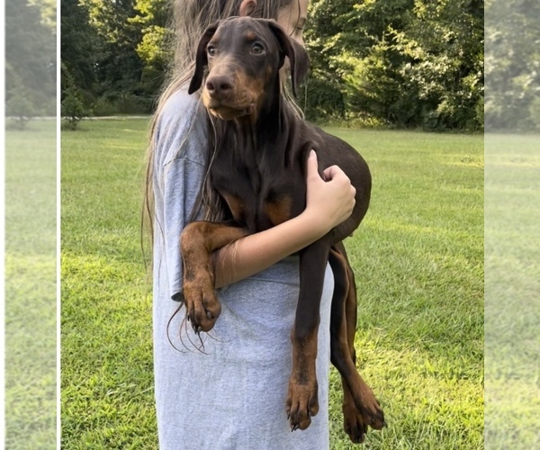 View Ad Doberman Pinscher Puppy for Sale near South Carolina, CHESTER, USA. ADN454830