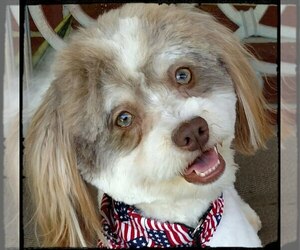 Mother of the Havanese puppies born on 06/16/2018