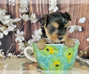 Yorkshire Terrier Puppy for sale in CASSVILLE, MO, USA