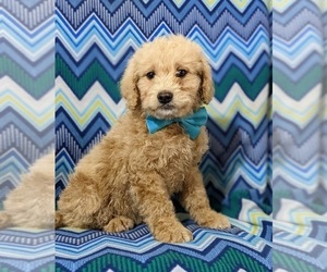 Goldendoodle-Poodle (Miniature) Mix Puppy for sale in OXFORD, PA, USA