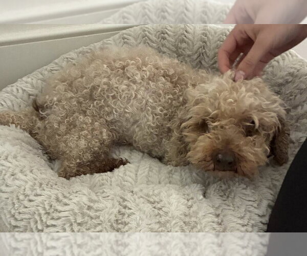 Medium Photo #6 Poodle (Miniature) Puppy For Sale in New York, NY, USA