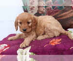 Small #3 Cavalier King Charles Spaniel-Goldendoodle Mix