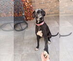 Small #1 Great Dane