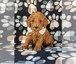Small Photo #1 Double Doodle Puppy For Sale in NOTTINGHAM, PA, USA