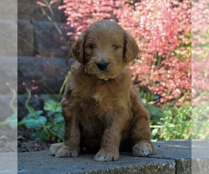 Goldendoodle-Poodle (Standard) Mix Puppy for sale in EAST EARL, PA, USA