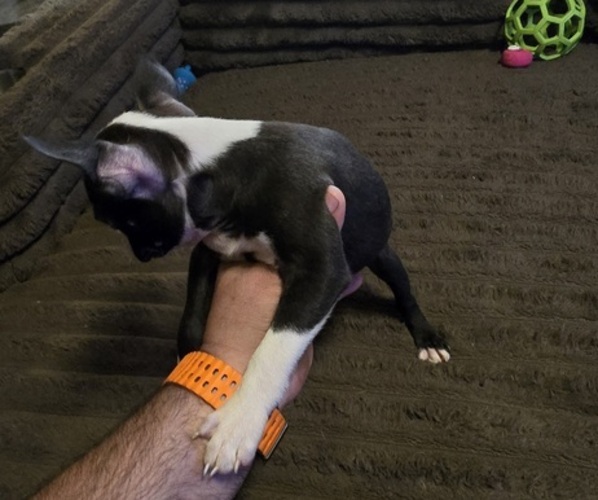 Medium Photo #8 Boston Terrier Puppy For Sale in MITCHELL, IN, USA